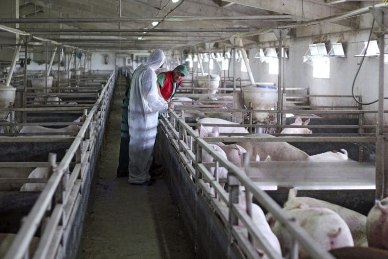 Решения LoRaWAN для мониторинга скота – Руководство по внедрению 2025