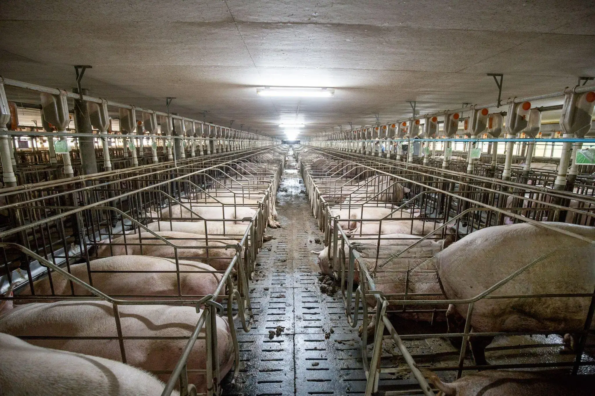 Livestock monitoring system edge controller for smart pig farming