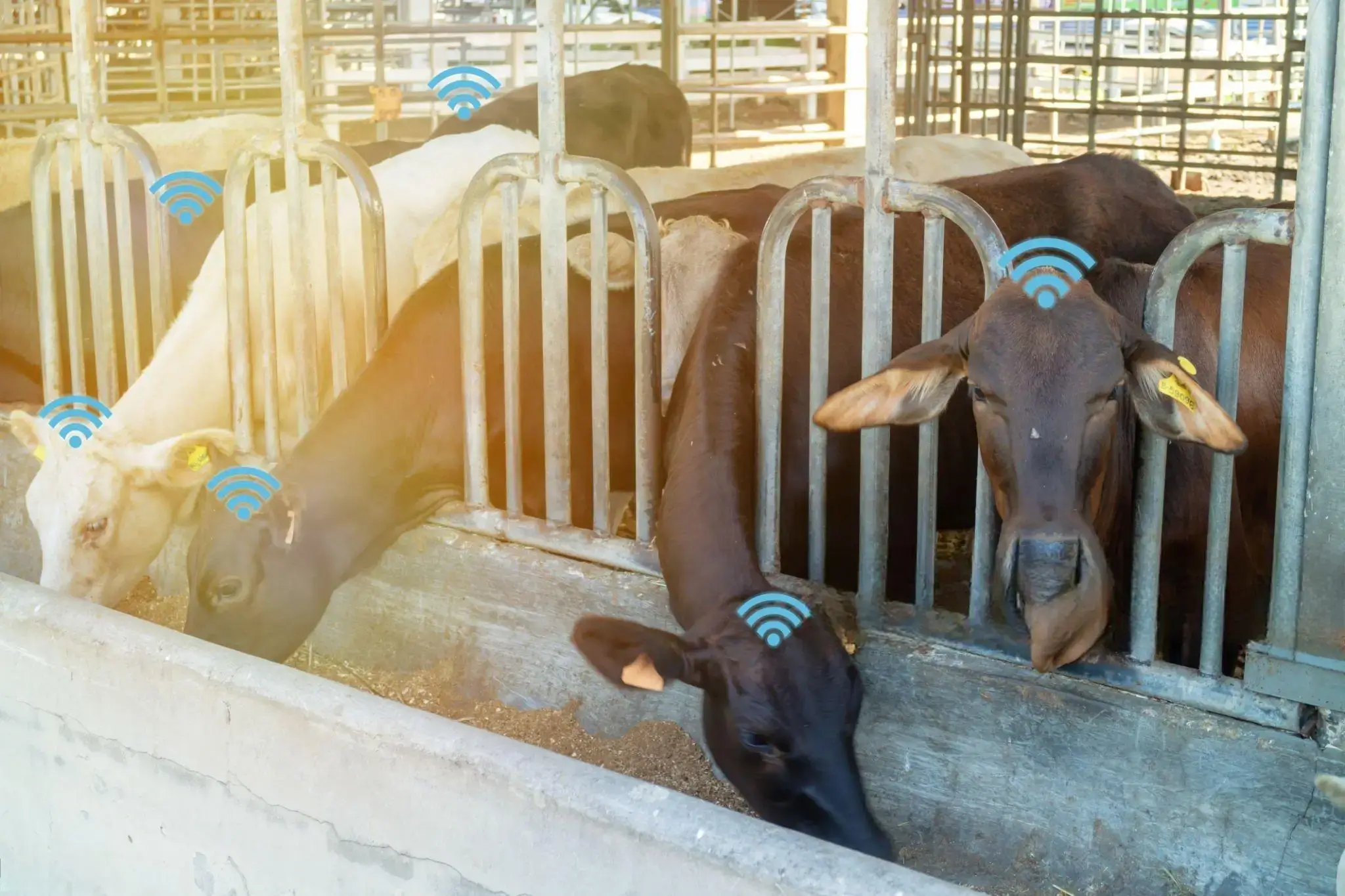 Sub-GHz LoRa wireless backhaul for livestock monitoring